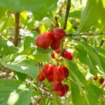 Cornus masFruit