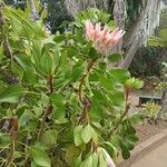 Protea cynaroides Лист