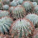 Euphorbia polygona Φύλλο