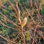 Salix purpurea Blüte