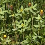 Trifolium spadiceum Natur