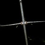 Strychnos wallichiana Corteza