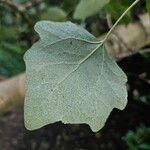 Populus × canescens Leaf