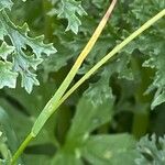 Poa pratensis Rusk