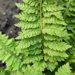 Polystichum setiferum Φύλλο