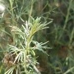 Artemisia californica Folha