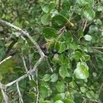 Vaccinium arboreum Fruit