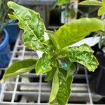Passiflora edulis List
