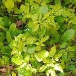 Mirabilis longiflora Leaf