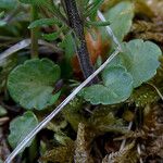 Viola bubanii Foglia