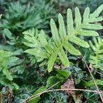 Polypodium vulgare Blad