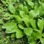 Erigeron pulchellus Leaf