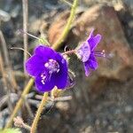 Phacelia parryi Flor