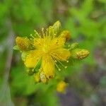 Hypericum maculatumFlor