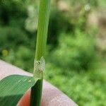 Agrostis gigantea 葉