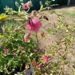 Anisodontea capensis Feuille