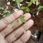 Canscora diffusa Hoja