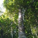 Castanopsis fargesii Облик
