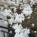 Magnolia stellata Blomma