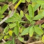 Jasminum fruticans Hoja