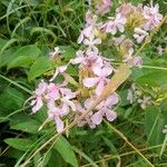 Saponaria officinalisFlor