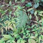 Polypodium vulgare Leaf