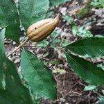 Rothmannia manganjae Fruit