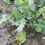 Brassica napus Συνήθη χαρακτηριστικά