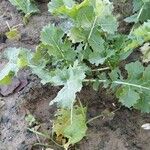 Brassica napus 整株植物