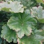 Darmera peltata Feuille