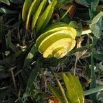 Medicago orbicularis Leaf