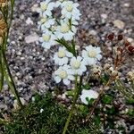 Achillea erba-rotta 花