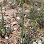 Linum corymbulosum Leaf