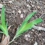 Iris cristata Leaf