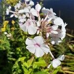 Phlox maculata Flor