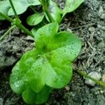 Pelargonium peltatum Blad