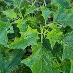 Datura ferox Fuelha