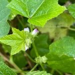 Malva verticillata Floro