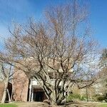 Cercidiphyllum japonicum Habit