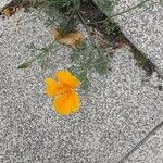 Eschscholzia californicaКветка