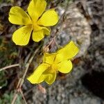 Tuberaria lignosa Blüte