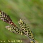 Carex hartmaniorum Other