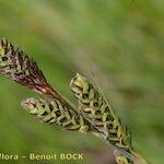 Carex hartmaniorum Muu