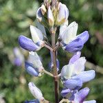 Lupinus chamissonis ᱵᱟᱦᱟ