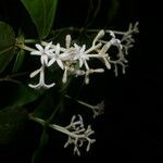 Rudgea cornifolia Fruit