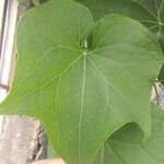 Sechium edule Φύλλο