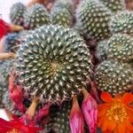 Rebutia minuscula Лист