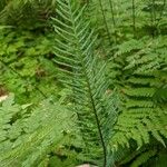 Blechnum spicant葉