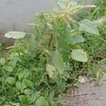 Amaranthus spinosus عادت