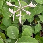 Lonicera caprifolium Συνήθη χαρακτηριστικά